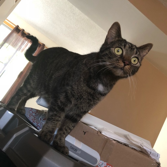 Meet your Posher, Corinne- Crazy Cat Mom - Picture 4 of 6